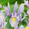 Iris Hollandia King Mauve 7-8cm -Plant Flower Store Iris Hollandia King Mauve 7 8cm 0006426 2 25661.1655280345