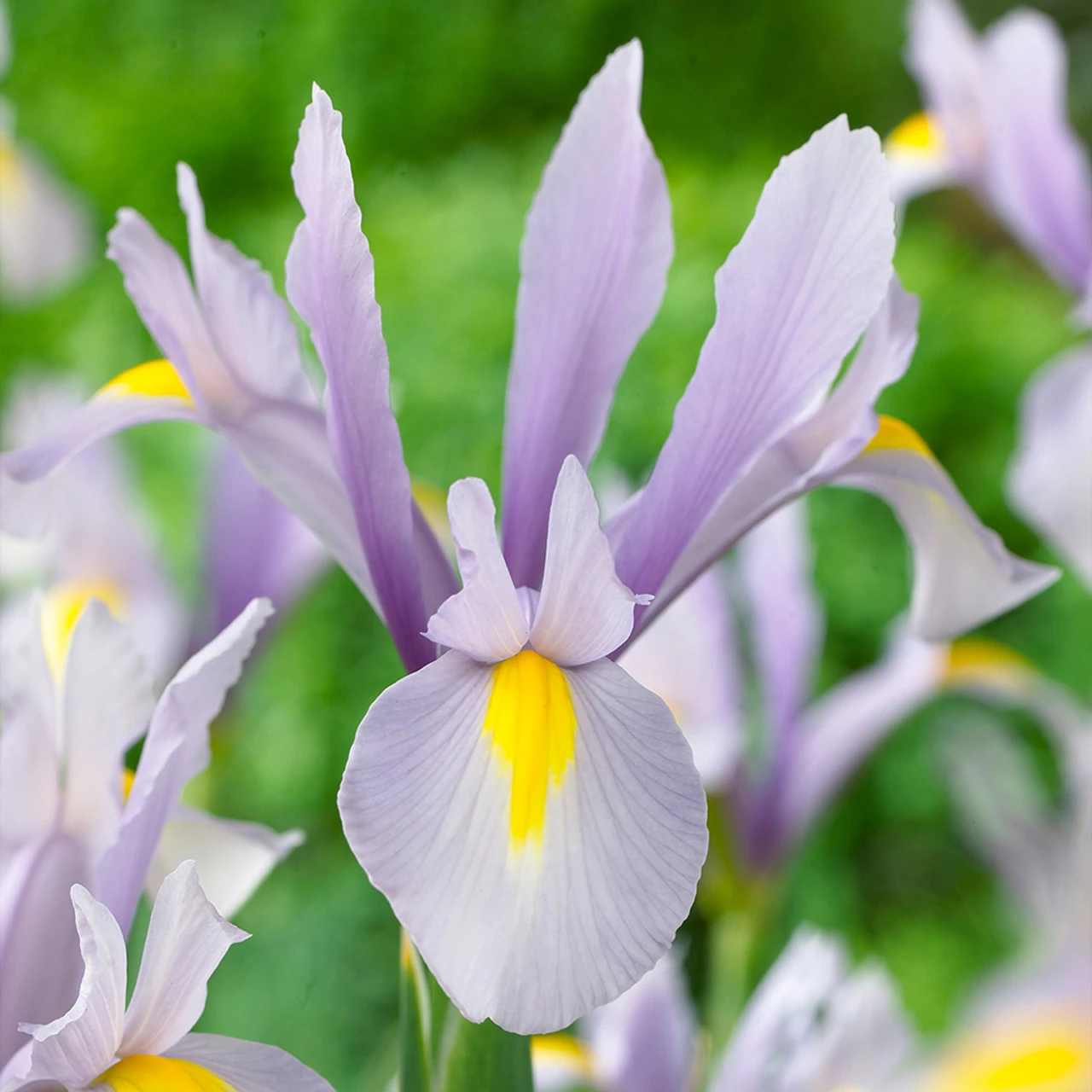 Iris Hollandia King Mauve 7-8cm 3 Iris Hollandia King Mauve 7-8cm