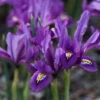 Iris Reticulata J.S. Dijt 5cm+ Iridaceae 1 Iris Reticulata J.S. Dijt 5cm+ Iridaceae -Plant Flower Store Iris JS Dijt 0000572 92505.1629196761