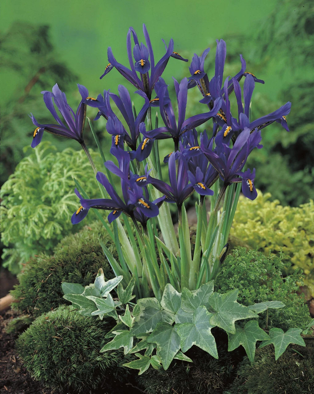 Iris Reticulata J.S. Dijt 5cm+ Iridaceae 4 Iris Reticulata J.S. Dijt 5cm+ Iridaceae - Image 2