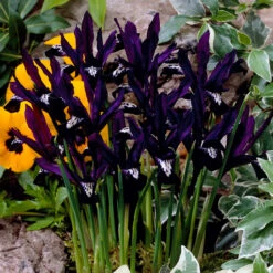 Iris Reticulata Pauline 5cm+