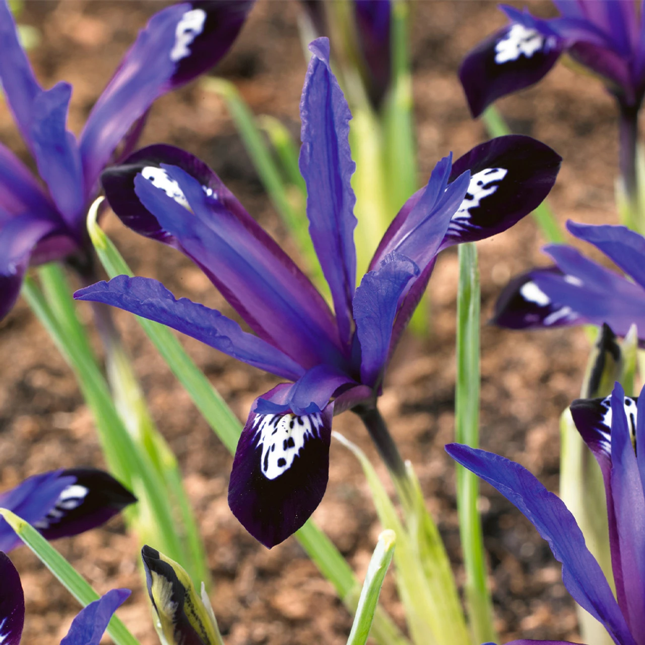 Iris Reticulata Blue Note Iris Reticulata 4 Iris Reticulata Blue Note Iris Reticulata - Image 2