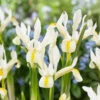 Iris Reticulata Louise Dwarf Iris 1 Iris Reticulata Louise Dwarf Iris -Plant Flower Store Iris reticulata Louise 0014784 58541.1687521505