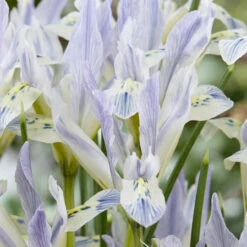 Iris Reticulata Painted Lady -Plant Flower Store Iris reticulata Painted Lady 0010499 3 96886.1657875868