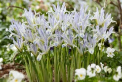 Iris Reticulata Painted Lady