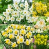 Jonquila New And Unusual Collection Jonquila Daffodil New And Unusual Collection -Plant Flower Store Jonquila New and Unusual collection 1022254 10 00851.1693555670