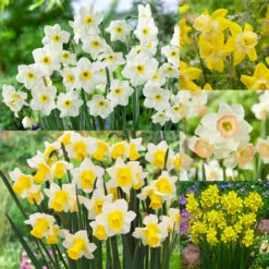 Jonquila New And Unusual Collection Jonquila Daffodil New And Unusual Collection