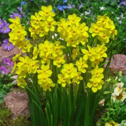 Jonquila New And Unusual Collection Jonquila Daffodil New And Unusual Collection -Plant Flower Store Jonquila New and Unusual collection 1022254 6 14263.1693555668