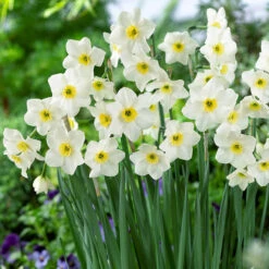 Jonquila New And Unusual Collection Jonquila Daffodil New And Unusual Collection -Plant Flower Store Jonquila New and Unusual collection 1022254 7 30939.1693555669