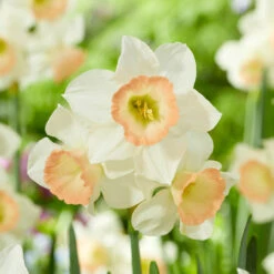 Jonquila New And Unusual Collection Jonquila Daffodil New And Unusual Collection -Plant Flower Store Jonquila New and Unusual collection 1022254 9 38720.1693555670