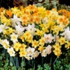 Narcissus Jonquilla Mixed 8/10cm Daffodil Jonquilla Mixed -Plant Flower Store Jonquilla Narcissi Mixed 0010906 23915.1624539106