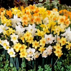 Narcissus Jonquilla Mixed 8/10cm Daffodil Jonquilla Mixed