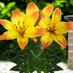 Lilium Happy Memories Lily -Plant Flower Store LIly Happy Memories 0013103 2 94419.1656337573