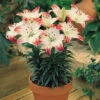 Lily Lollipop Lilium -Plant Flower Store LIly Lollipop 0001235 30893.1629814869