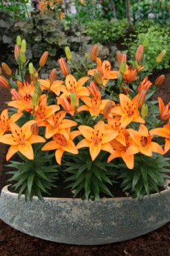 Lilium Abbeville's Pride Lily -Plant Flower Store Lilium Abbevilles Pride 0006093 2 21339.1672912673