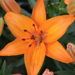 Lilium Abbeville's Pride Lily -Plant Flower Store Lilium Abbevilles Pride 0006093 3 92081.1629814428