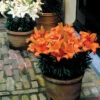Lilium Abbeville's Pride Lily -Plant Flower Store Lilium Abbevilles Pride 0006093 4 38917.1672912674