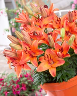 Lilium Abbeville's Pride Lily -Plant Flower Store Lilium Abbevilles Pride 0006093 4 72696.1623343665