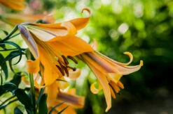 Lilium African Queen 18-20cm Lily 12 Lilium African Queen 18-20cm Lily -Plant Flower Store Lilium African Queen 0001281 2 16691.1661508328