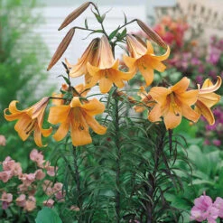Lilium African Queen 18-20cm Lily