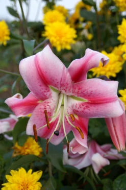 Lilium Anastasia Lily -Plant Flower Store Lilium Anastasia 0005298 3 75015.1623343619