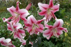 Lilium Anastasia Lily -Plant Flower Store Lilium Anastasia 0005298 4 80939.1623343620