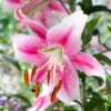 Lilium Anastasia Lily -Plant Flower Store Lilium Anastasia 0005298 57465.1623343618