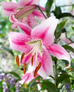 Lilium Anastasia Lily