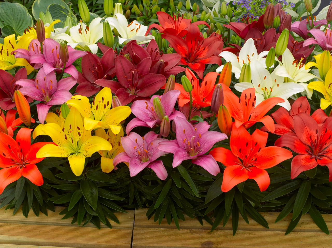 Lilium Dwarf Asiatic Mixed Lily 4 Lilium Dwarf Asiatic Mixed Lily - Image 2