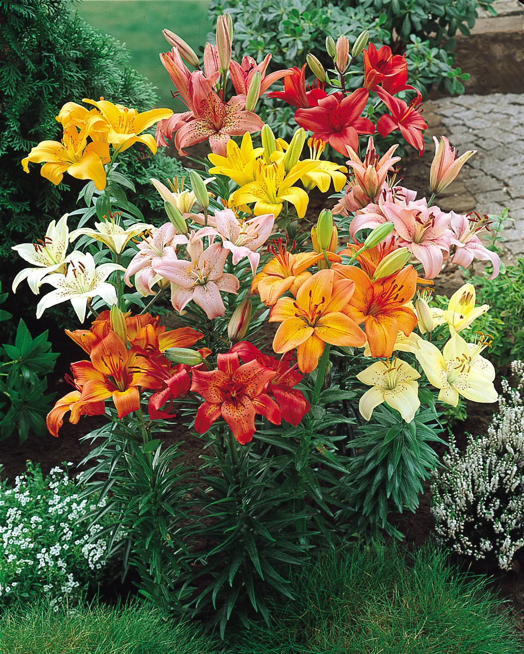 Lilium Mixed Asiatic 14/16cm Lily 4 Lilium Mixed Asiatic 14/16cm Lily - Image 2