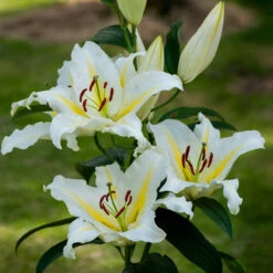 Lily Baferarri Lilium -Plant Flower Store Lilium Baferarri 0008905 4 82194.1640001810