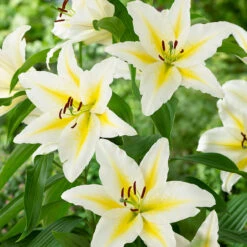 Lilium Baferrari -Plant Flower Store Lilium Baferrari 0014878 3 69816.1688050418