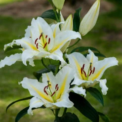 Lilium Baferrari -Plant Flower Store Lilium Baferrari 0014878 4 33798.1688050417