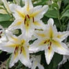 Lilium Baferrari -Plant Flower Store Lilium Baferrari 0014878 67841.1688050417