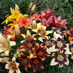 Asiatic Bi-Colour Lilies Mixed Lilium