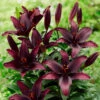 Lilium Blacklist -Plant Flower Store Lilium Blacklist 0014896 56067.1692368901
