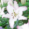 Lilium Brasilia -Plant Flower Store Lilium Brasilia 0005814 5 14365.1638813694