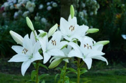 Lilium Bright Diamond Lily -Plant Flower Store Lilium Bright Diamond 0006706 3 46693.1623343756