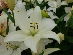 Lilium Bright Diamond Lily -Plant Flower Store Lilium Bright Diamond 0006706 4 61628.1623343756