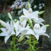 Lilium Bright Diamond Lily -Plant Flower Store Lilium Bright Diamond 0006706 66327.1623343754