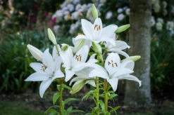 Lilium Bright Diamond Lily