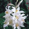 Lilium Candidum Tiger Lily -Plant Flower Store Lilium Candidum 0000577 24753.1623343238