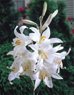 Lilium Candidum Tiger Lily