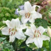 Lilium Casa Blanca -Plant Flower Store Lilium Casa Blanca 0001257 2 48730.1672912280