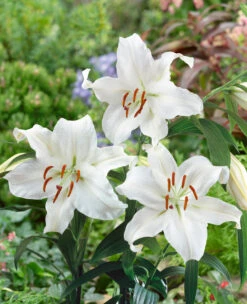Lilium Casa Blanca