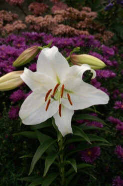 Lilium Casa Blanca -Plant Flower Store Lilium Casa Blanca 0001257 3 67520.1638266416