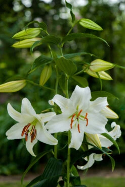 Lilium Casa Blanca -Plant Flower Store Lilium Casa Blanca 0001257 4 91011.1638266416