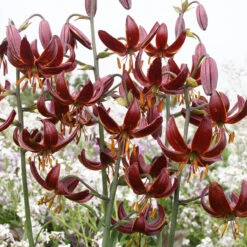 Lilium Claude Shride Tiger Lily -Plant Flower Store Lilium Claude Shride 0010784 2 65496.1656338524