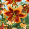 Lilium Debby Lily