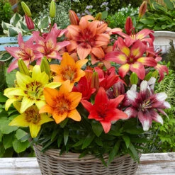 Lilium Dwarf Asiatic Mixed Lily